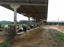 COBERTURA PARA CONFINAMENTO (3)