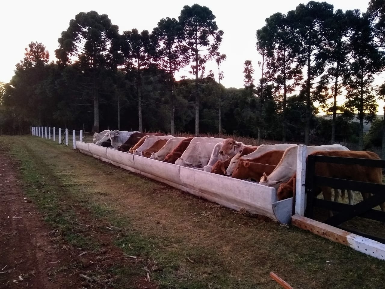 Cocho Confinamento Australiano - Imagem 12
