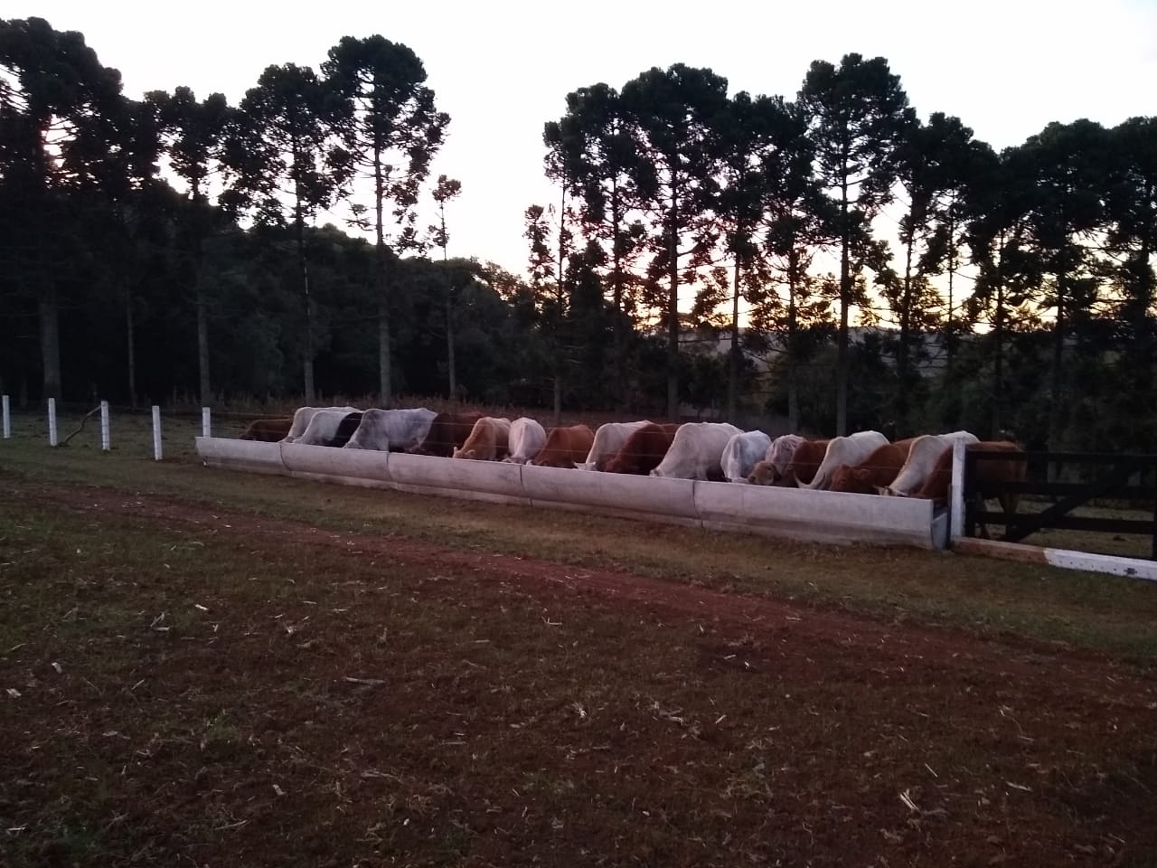 Cocho Confinamento Australiano - Imagem 13