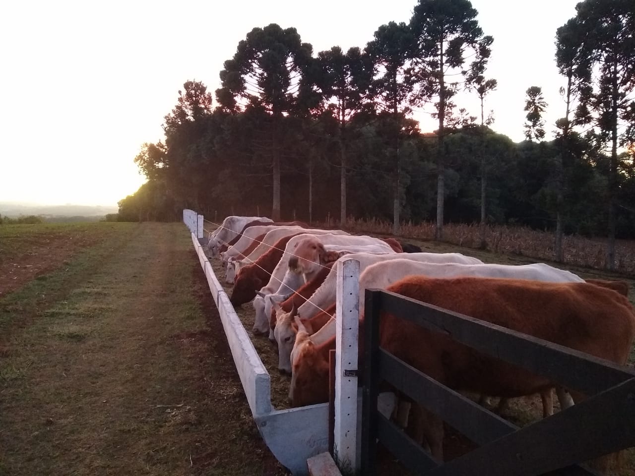 Cocho Confinamento Australiano - Imagem 15