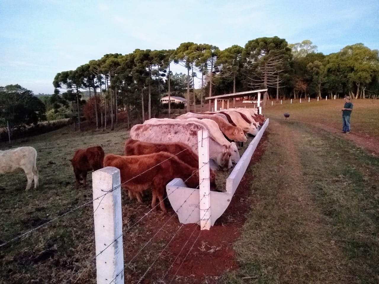 Cocho Confinamento Australiano - Imagem 17